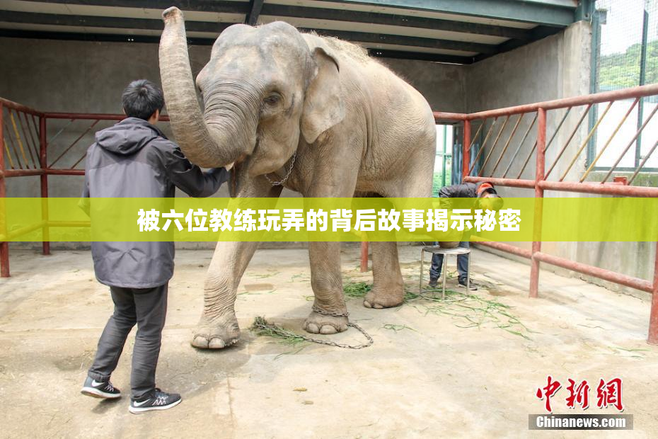 被六位教练玩弄的背后故事揭示秘密