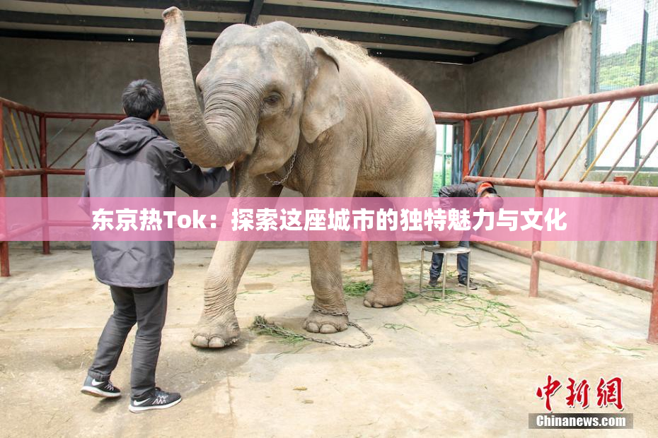 东京热Tok：探索这座城市的独特魅力与文化