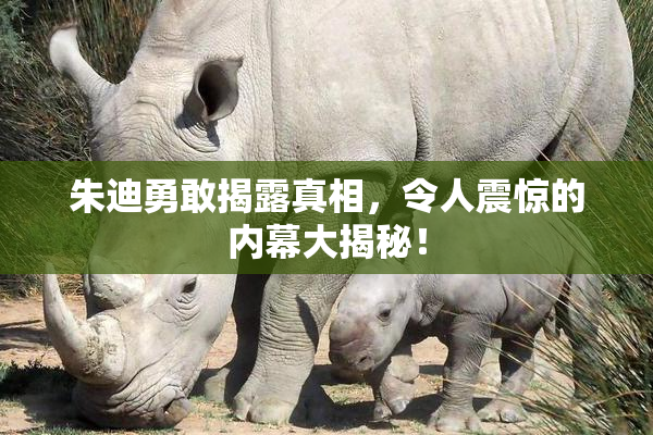 朱迪勇敢揭露真相，令人震惊的内幕大揭秘！