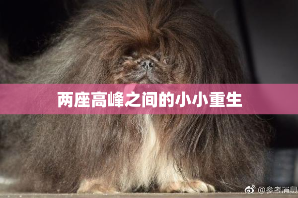 两座高峰之间的小小重生