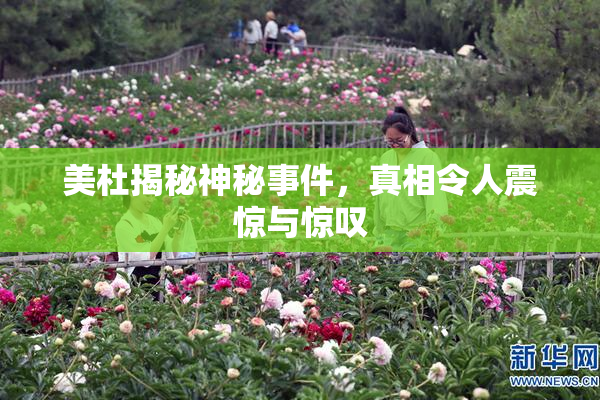 美杜揭秘神秘事件，真相令人震惊与惊叹