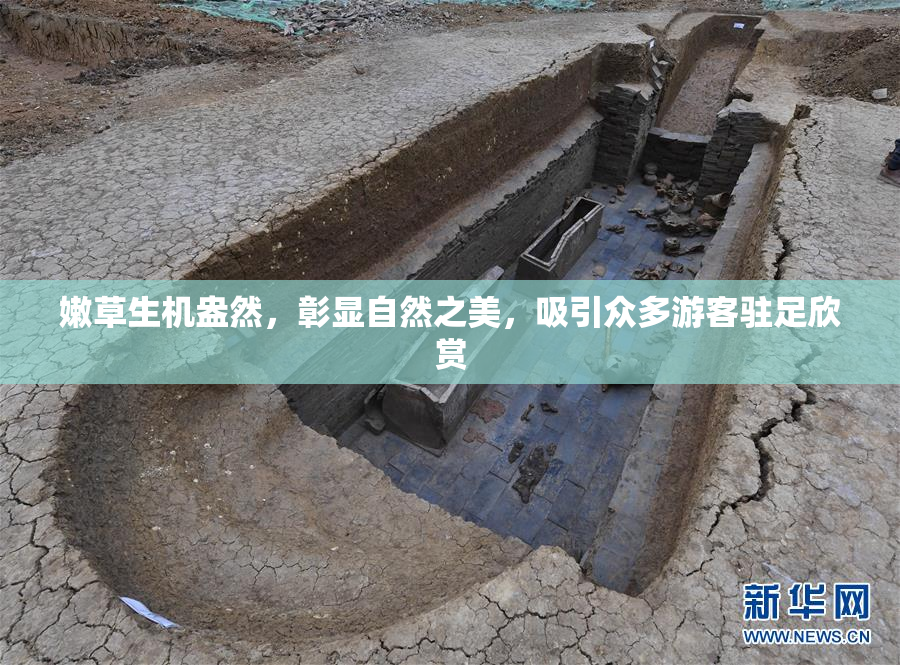 嫩草生机盎然，彰显自然之美，吸引众多游客驻足欣赏