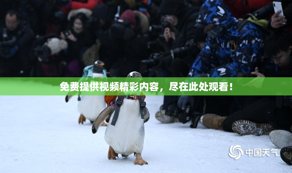 免费提供视频精彩内容，尽在此处观看！