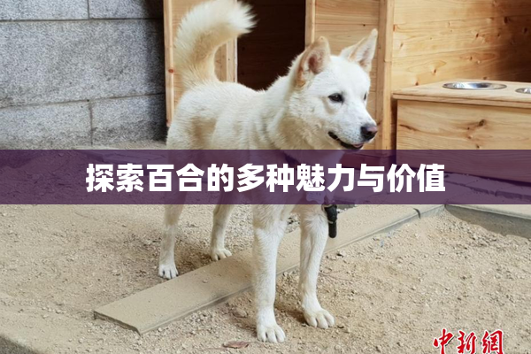探索百合的多种魅力与价值