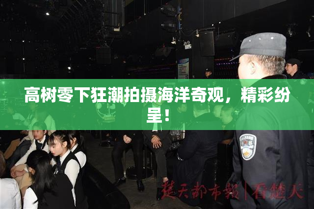 高树零下狂潮拍摄海洋奇观，精彩纷呈！