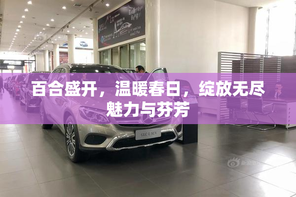 百合盛开，温暖春日，绽放无尽魅力与芬芳