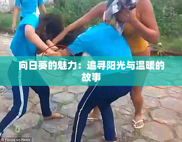 向日葵的魅力：追寻阳光与温暖的故事