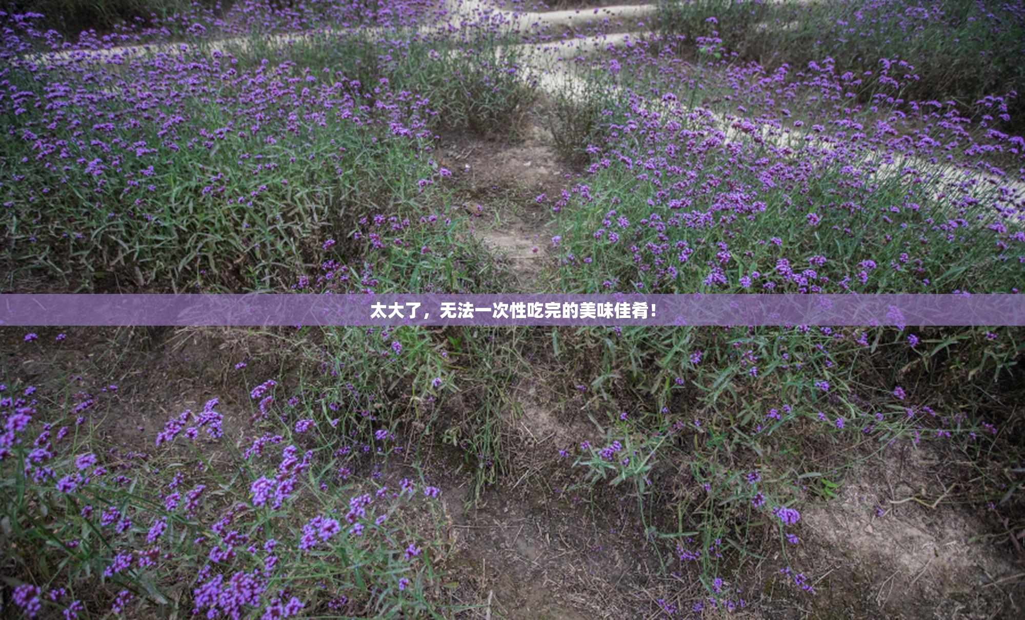 太大了，无法一次性吃完的美味佳肴！
