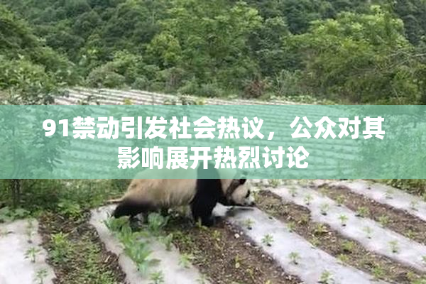 91禁动引发社会热议，公众对其影响展开热烈讨论
