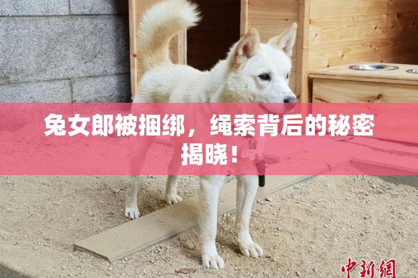兔女郎被捆绑，绳索背后的秘密揭晓！