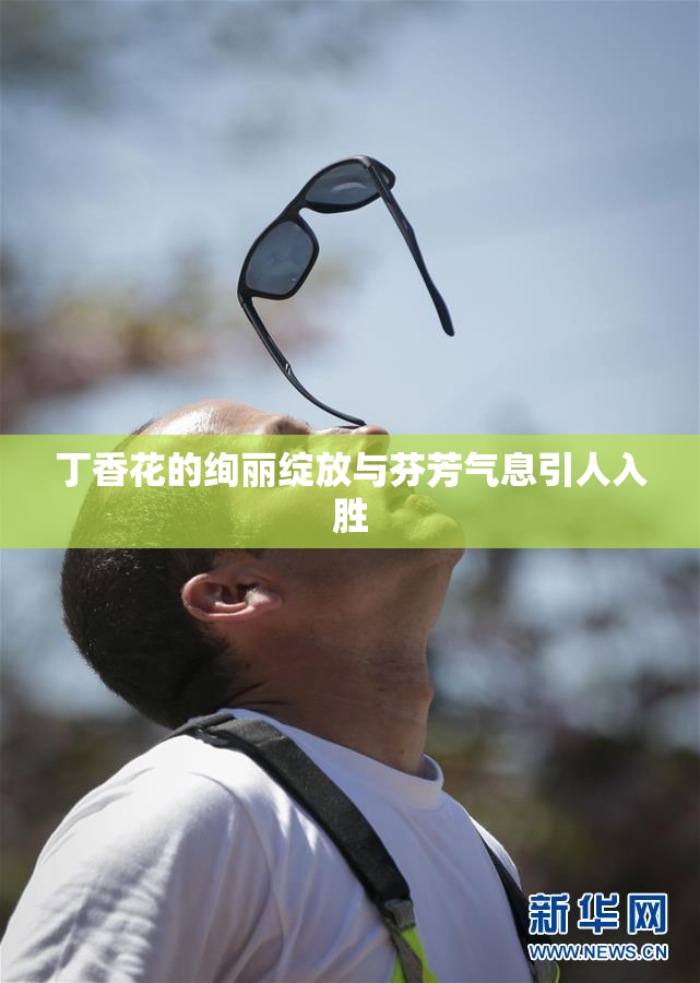 丁香花的绚丽绽放与芬芳气息引人入胜
