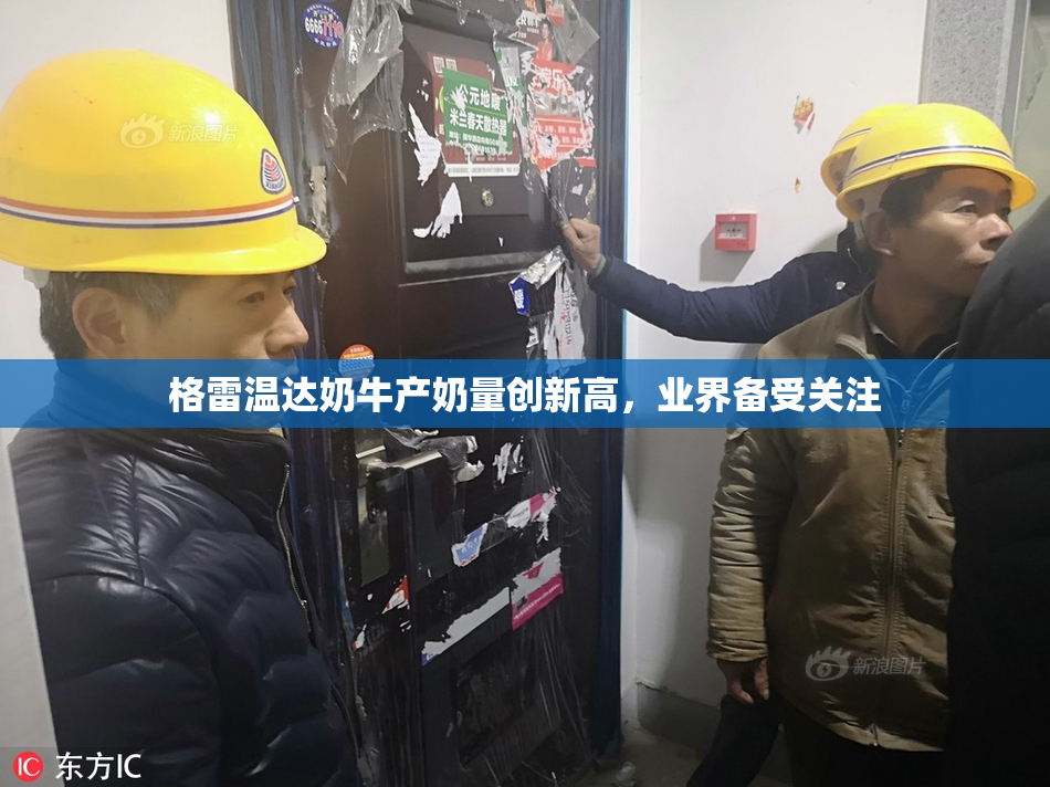 格雷温达奶牛产奶量创新高，业界备受关注
