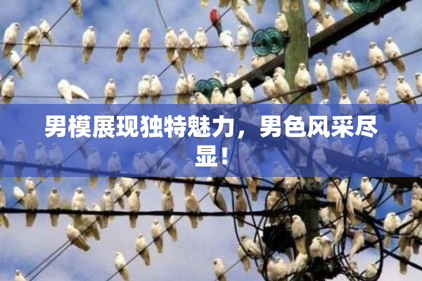 男模展现独特魅力，男色风采尽显！