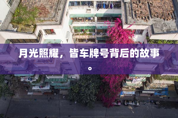 月光照耀，皆车牌号背后的故事。