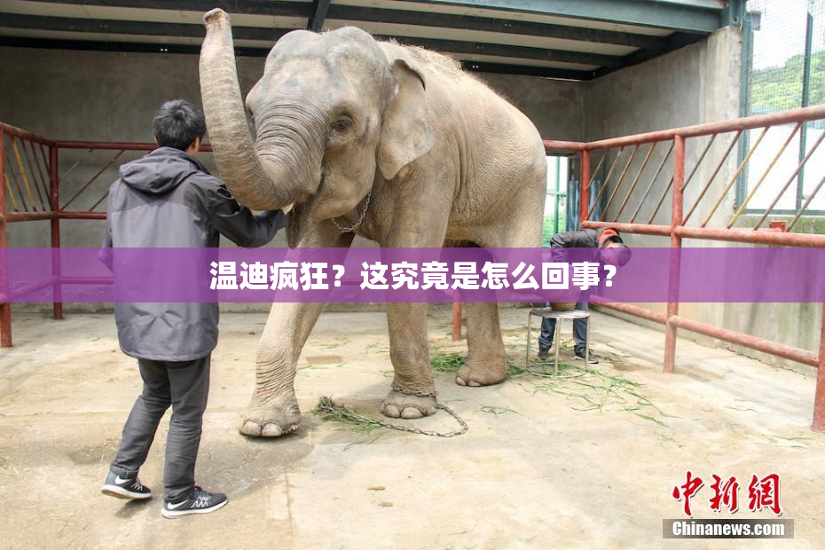 温迪疯狂？这究竟是怎么回事？
