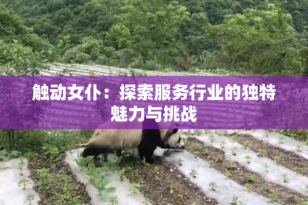 触动女仆：探索服务行业的独特魅力与挑战