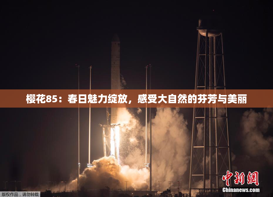 樱花85：春日魅力绽放，感受大自然的芬芳与美丽