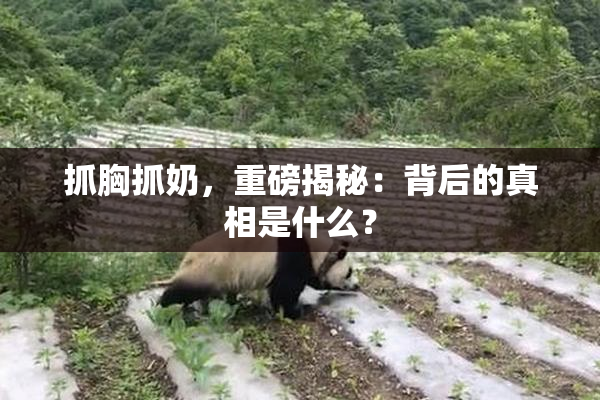 抓胸抓奶，重磅揭秘：背后的真相是什么？
