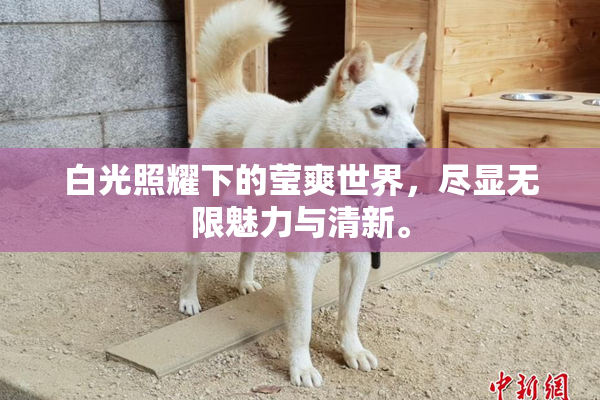 白光照耀下的莹爽世界，尽显无限魅力与清新。