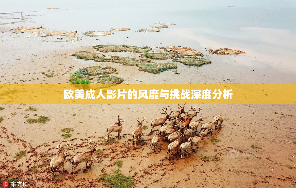 欧美成人影片的风靡与挑战深度分析
