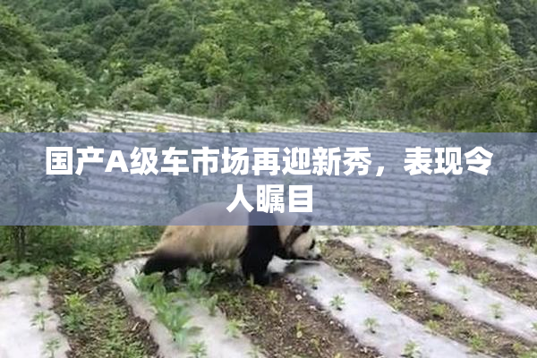 国产A级车市场再迎新秀，表现令人瞩目