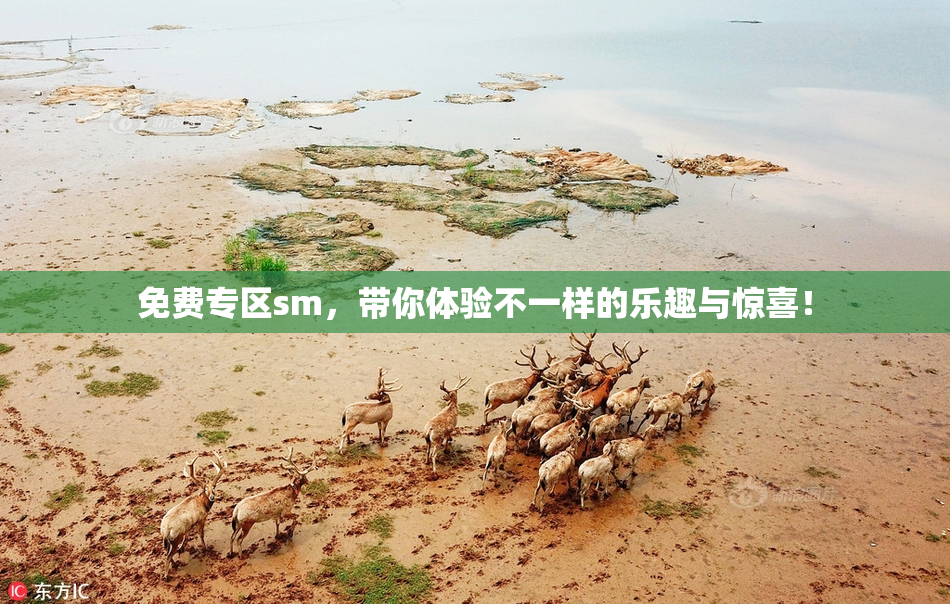 免费专区sm，带你体验不一样的乐趣与惊喜！