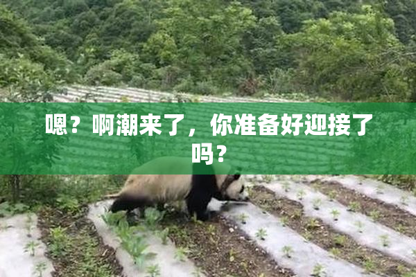 嗯？啊潮来了，你准备好迎接了吗？