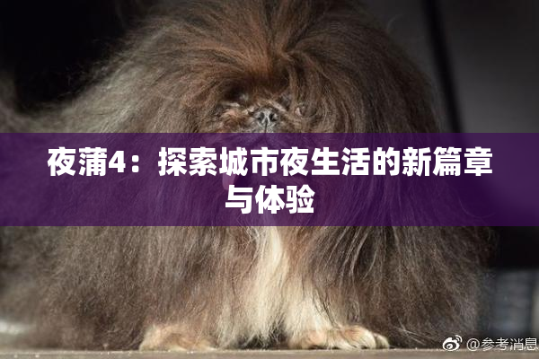 夜蒲4：探索城市夜生活的新篇章与体验