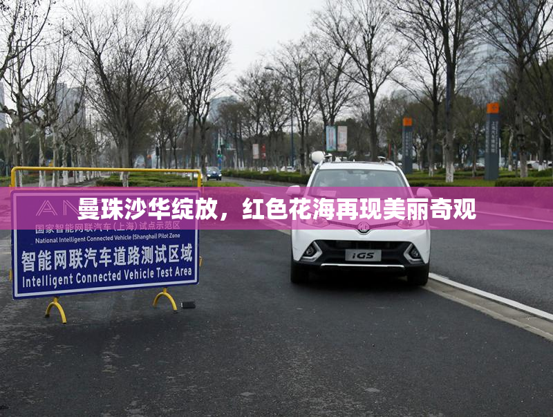 曼珠沙华绽放，红色花海再现美丽奇观