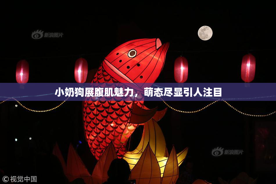 小奶狗展腹肌魅力，萌态尽显引人注目