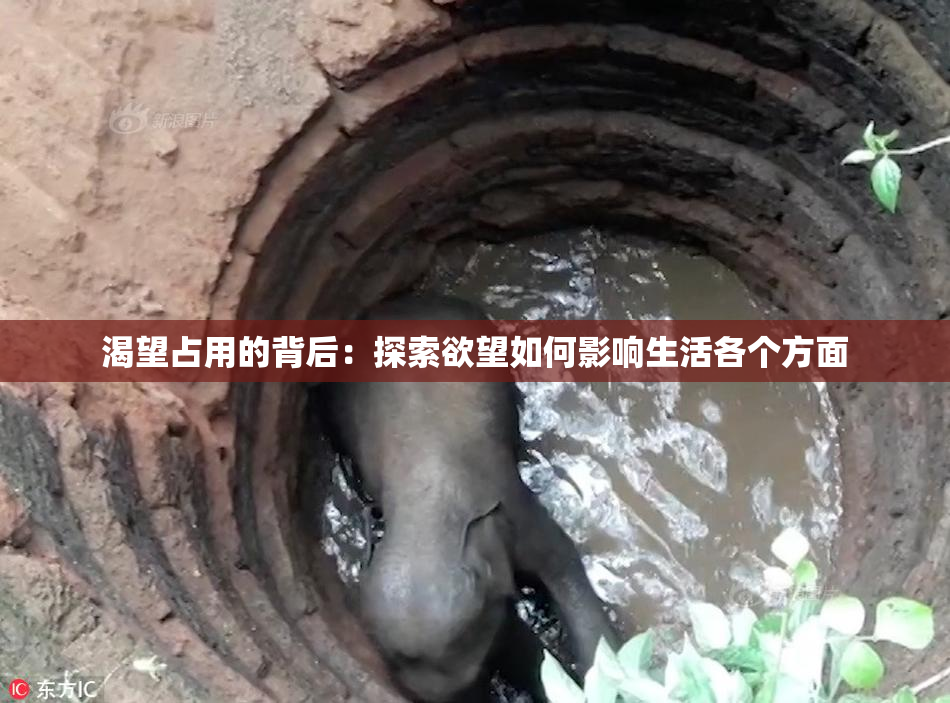 渴望占用的背后：探索欲望如何影响生活各个方面