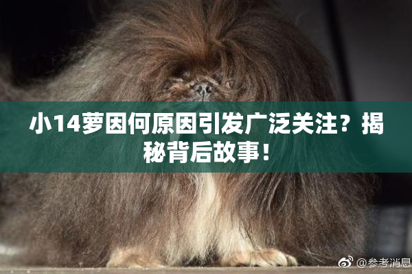 小14萝因何原因引发广泛关注？揭秘背后故事！