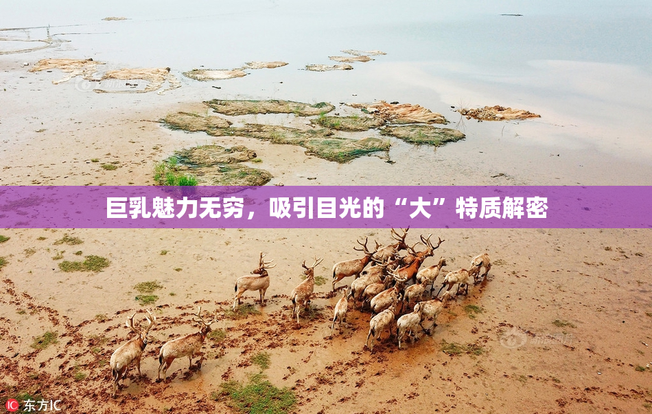 巨乳魅力无穷，吸引目光的“大”特质解密