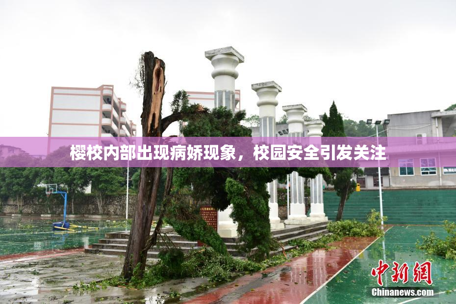 樱校内部出现病娇现象，校园安全引发关注