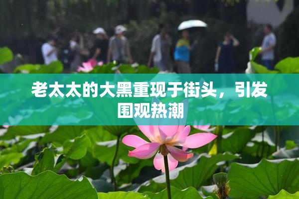 老太太的大黑重现于街头，引发围观热潮