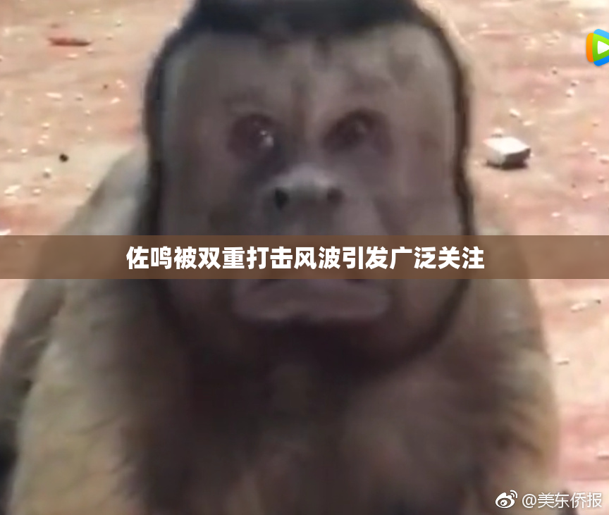 佐鸣被双重打击风波引发广泛关注