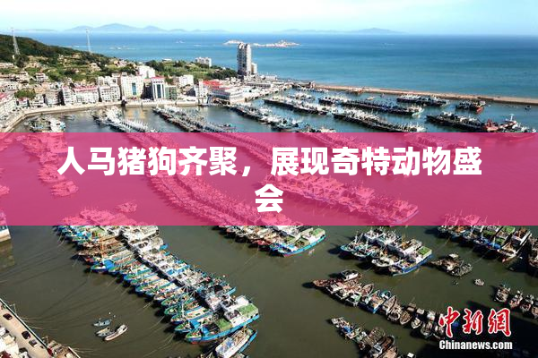 人马猪狗齐聚，展现奇特动物盛会
