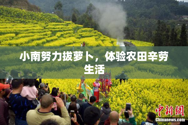 小南努力拔萝卜，体验农田辛劳生活