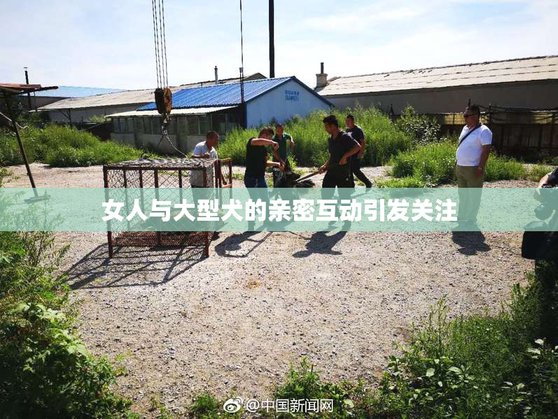 女人与大型犬的亲密互动引发关注