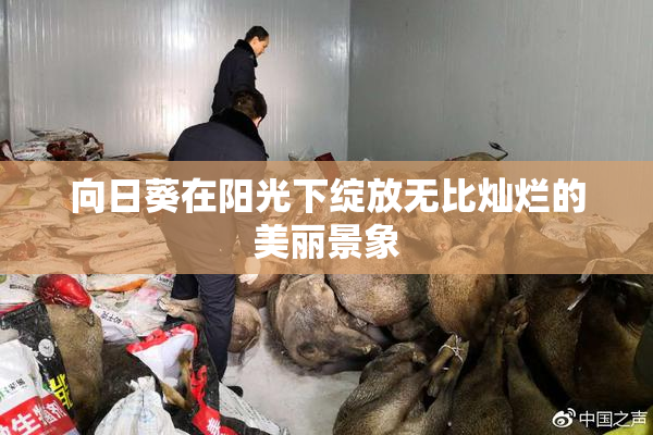 向日葵在阳光下绽放无比灿烂的美丽景象