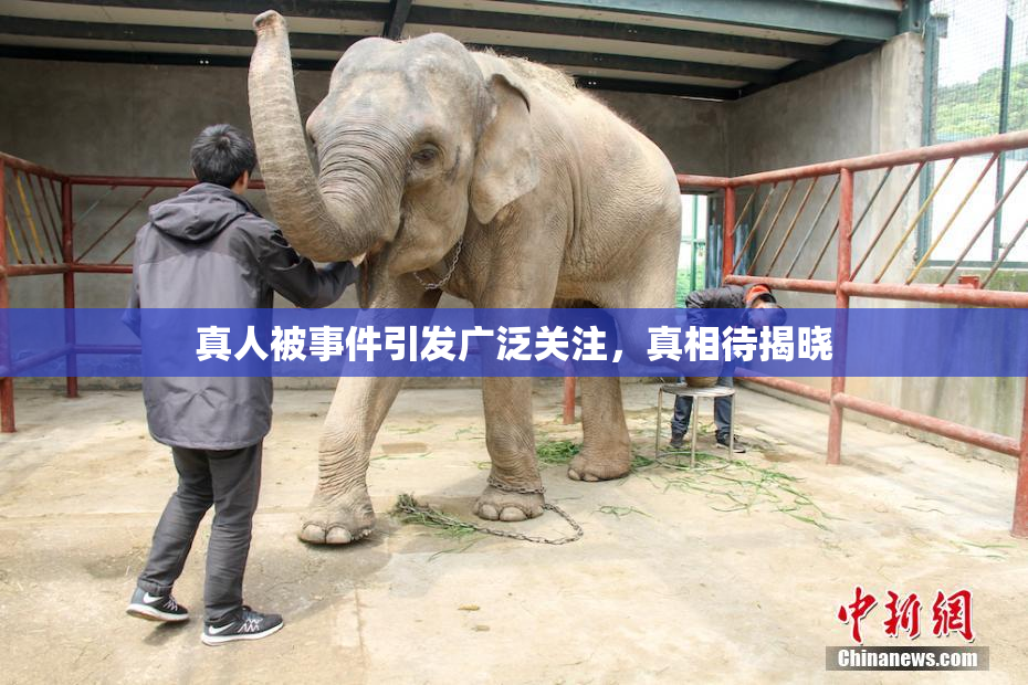 真人被事件引发广泛关注，真相待揭晓