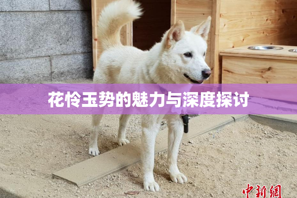 花怜玉势的魅力与深度探讨