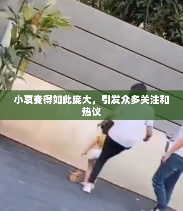 小哀变得如此庞大，引发众多关注和热议