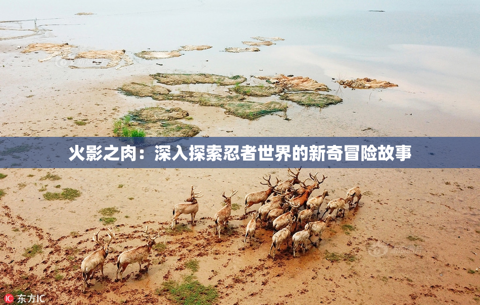 火影之肉：深入探索忍者世界的新奇冒险故事