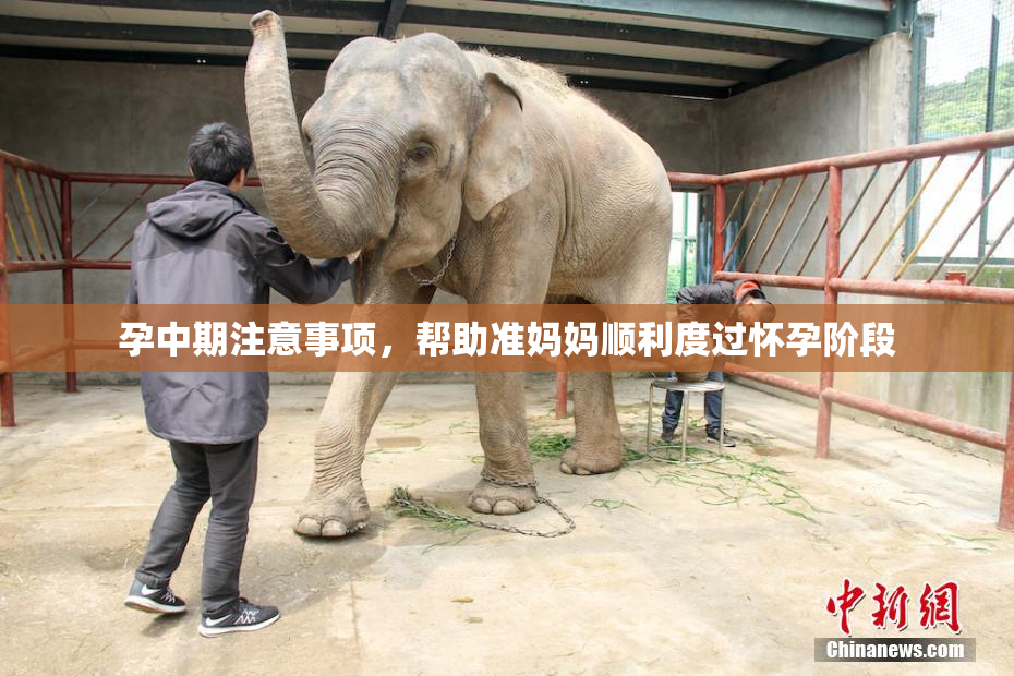 孕中期注意事项，帮助准妈妈顺利度过怀孕阶段