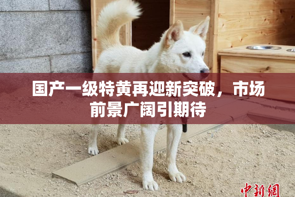 国产一级特黄再迎新突破，市场前景广阔引期待
