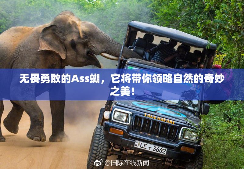 无畏勇敢的Ass蝴，它将带你领略自然的奇妙之美！