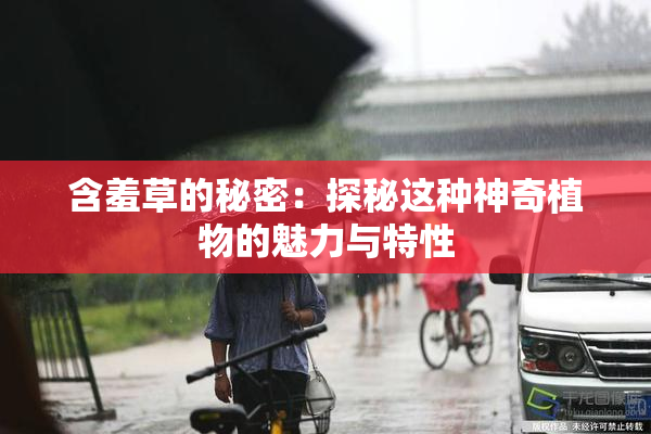 含羞草的秘密：探秘这种神奇植物的魅力与特性