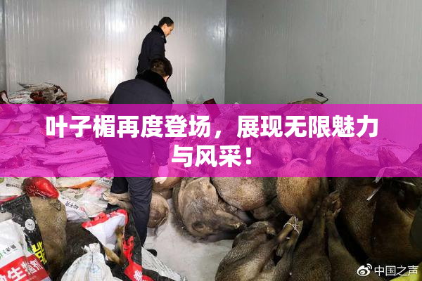 叶子楣再度登场，展现无限魅力与风采！