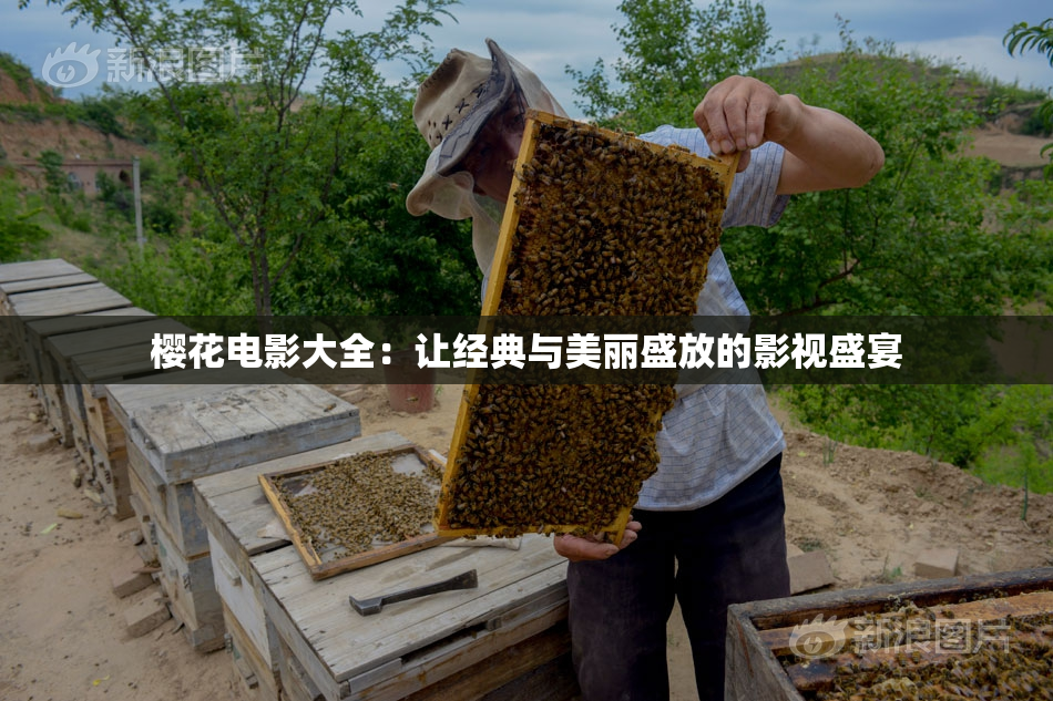 樱花电影大全：让经典与美丽盛放的影视盛宴